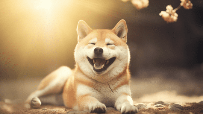 beliasw_shiba_inu_dog_is_happy_and_rich_1e9a0337-556d-4cfe-97c8-d3ff87d89507